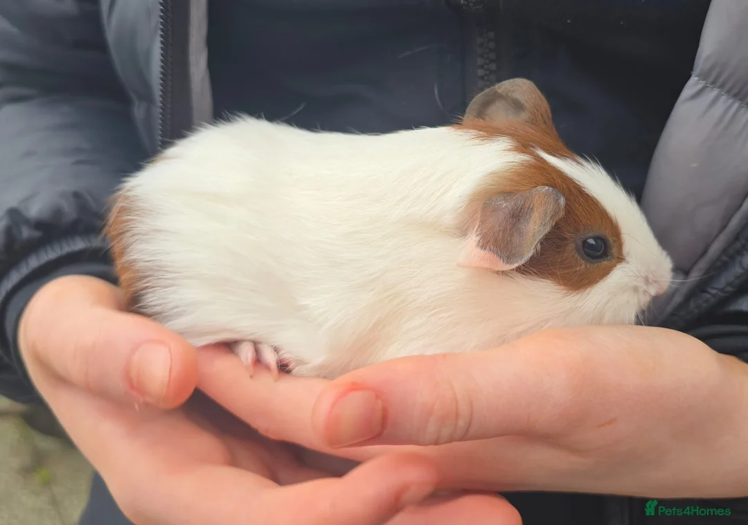 Guinea Pig rodents for sale: Female guinea pigs - Advert 2