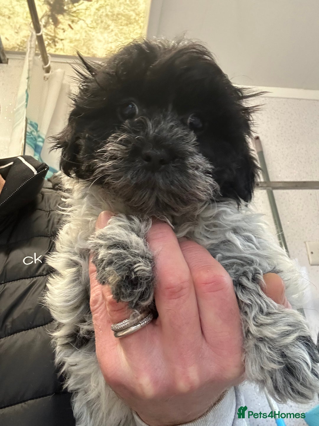 Shihpoo dogs for sale: Stunning shihpoo puppy’s ready now  - Advert 4
