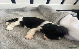 Sprocker dogs for sale: Sprocker Spaniel Puppies - Image 29