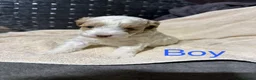 Shihpoo dogs for sale: Beautiful Shihpoo puppies - Advert 4