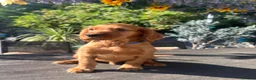 Mixed Breed dogs for sale: Ready now  ☘️ Golden Irish puppies available  ☘️ - Advert 14