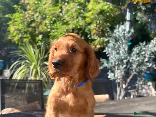 Mixed Breed dogs ☘️ Golden Irish puppies available ☘️ - Advert 1