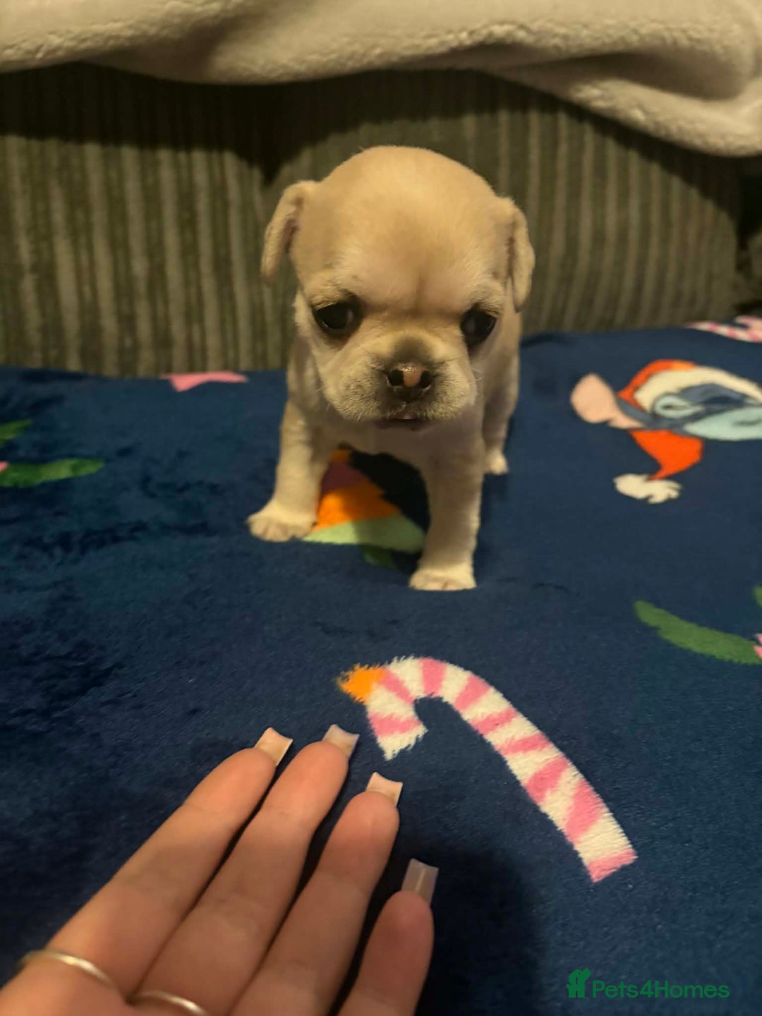 Frug dogs for sale: 3 frug puppies looking for there forever homes. - Advert 12