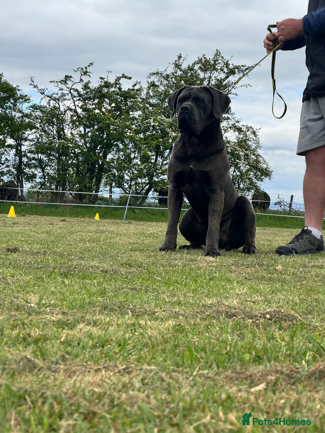 Cane Corso dogs for stud: Health tested Blue cane corso stud  in Carlisle - Advert 14