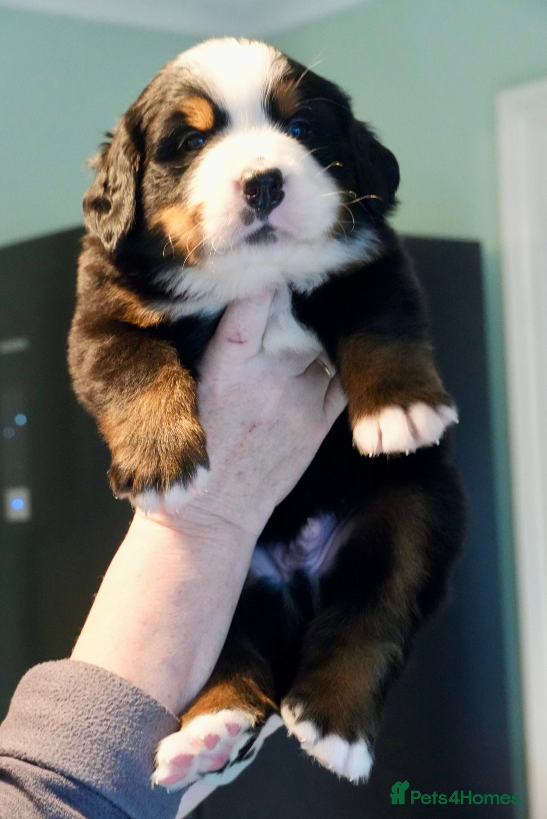 Bernese Mountain Dog dogs for sale: Quality Bernese Mountain Dog Puppies  - Advert 8
