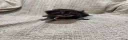 Maine Coon cats for sale: Exceptional Smoke / classic MAINCOON kittens  - Advert 19