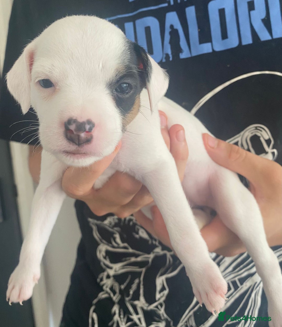Jack Russell dogs for sale: Puppy jack Russell’s - Image 12