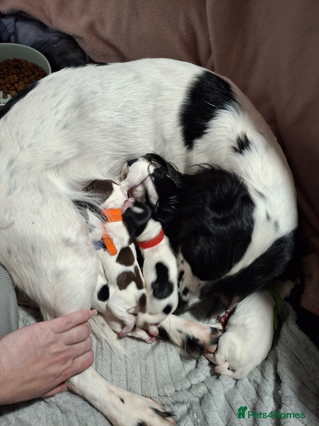 Sprocker dogs for sale: Sprocker/Springer Spaniel pups - Advert 2