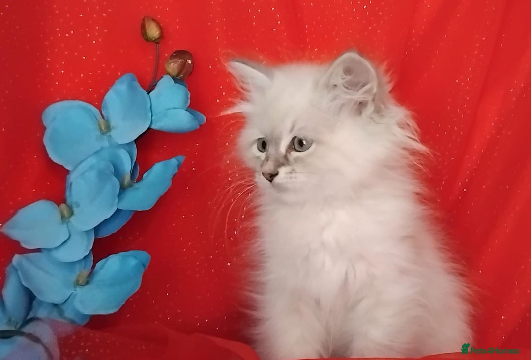 Siberian cats for sale: Siberian kittens for sale  - Image 9