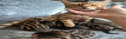 Bengal cats for sale: Pure baby Bengals 🐈😻 - Advert 17