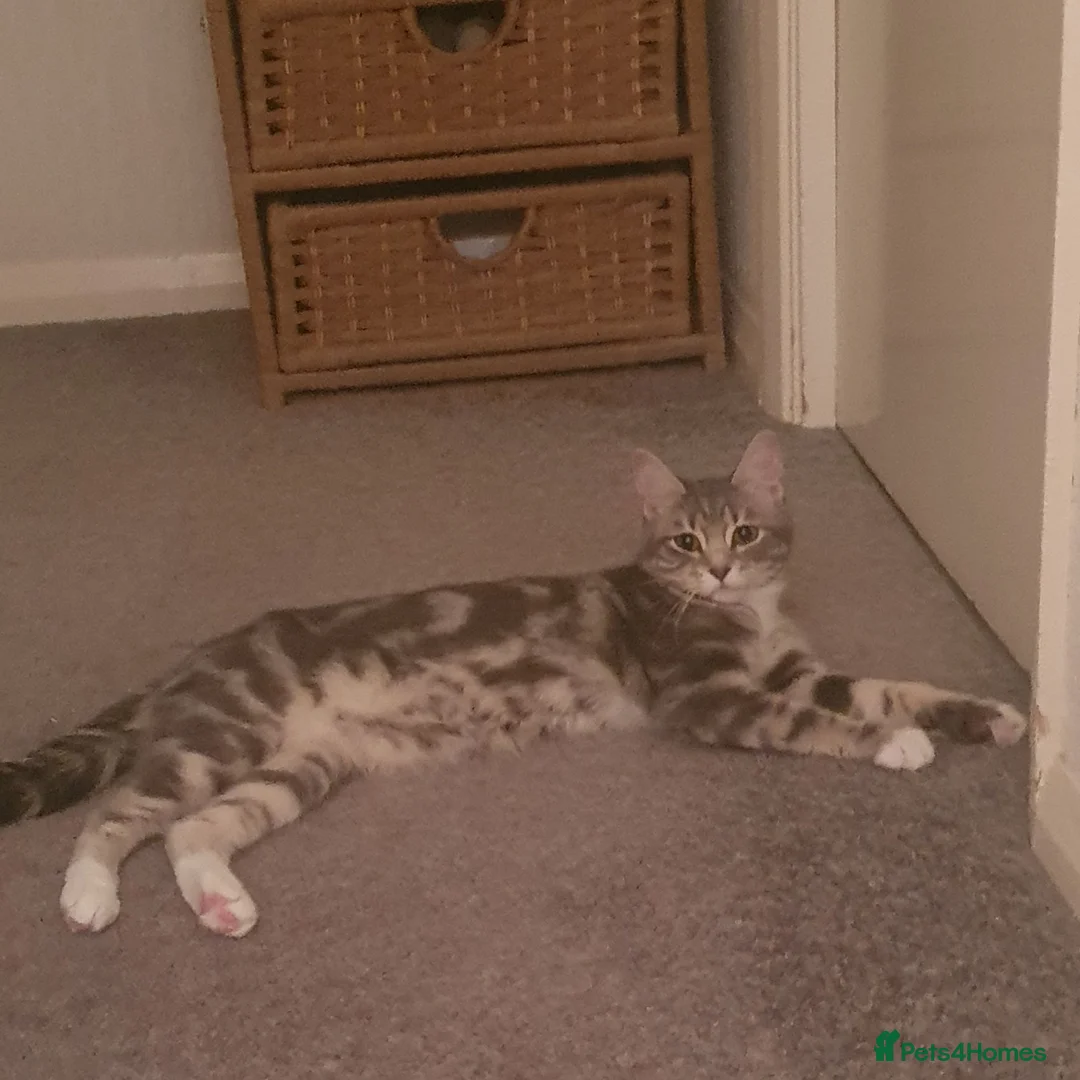 Mixed Breed cats for sale: 2 female kittens for sale - Advert 1
