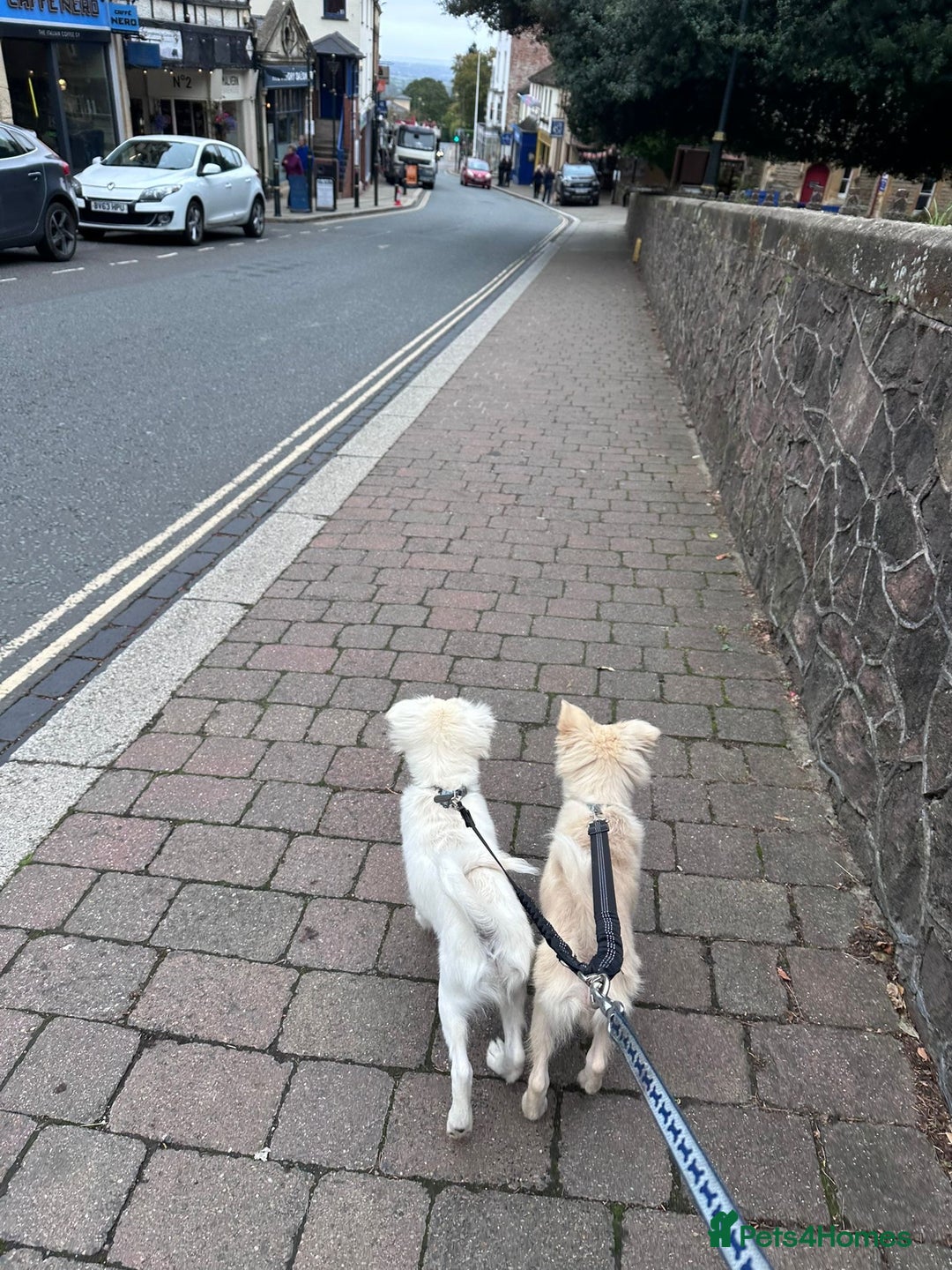 Mixed Breed dogs for sale: Meet Teddy!  - Advert 8