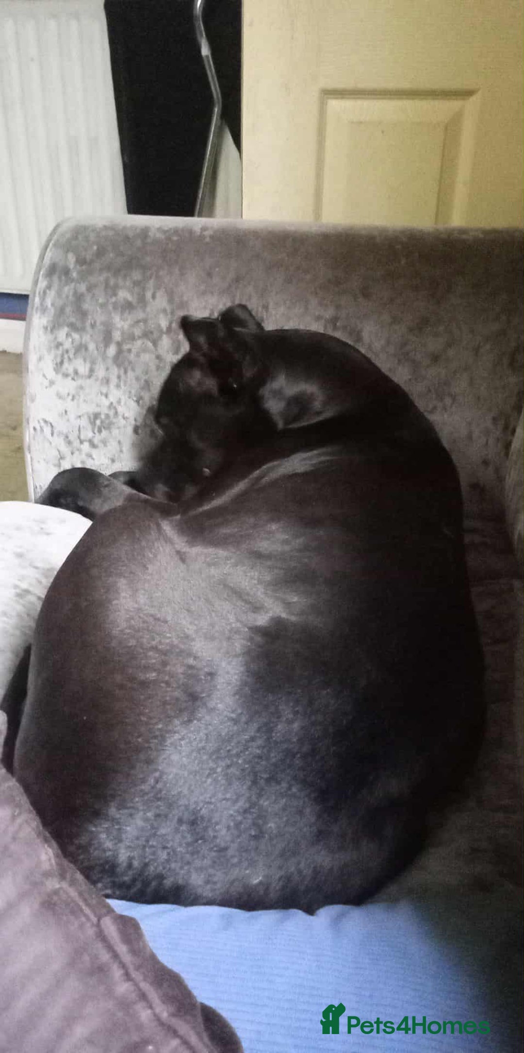 Mixed Breed dogs for sale: Cane corso cross rottweiler pups - Image 1