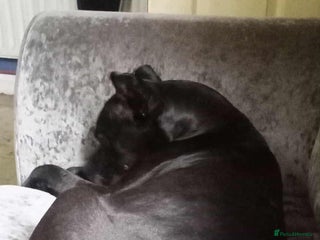 Mixed Breed dogs - Advert 35