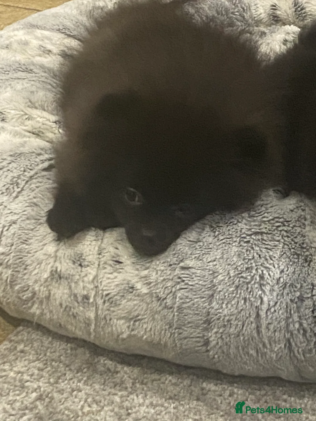 Pomeranian dogs for sale: Adorable fluffy pom puppies - Advert 20