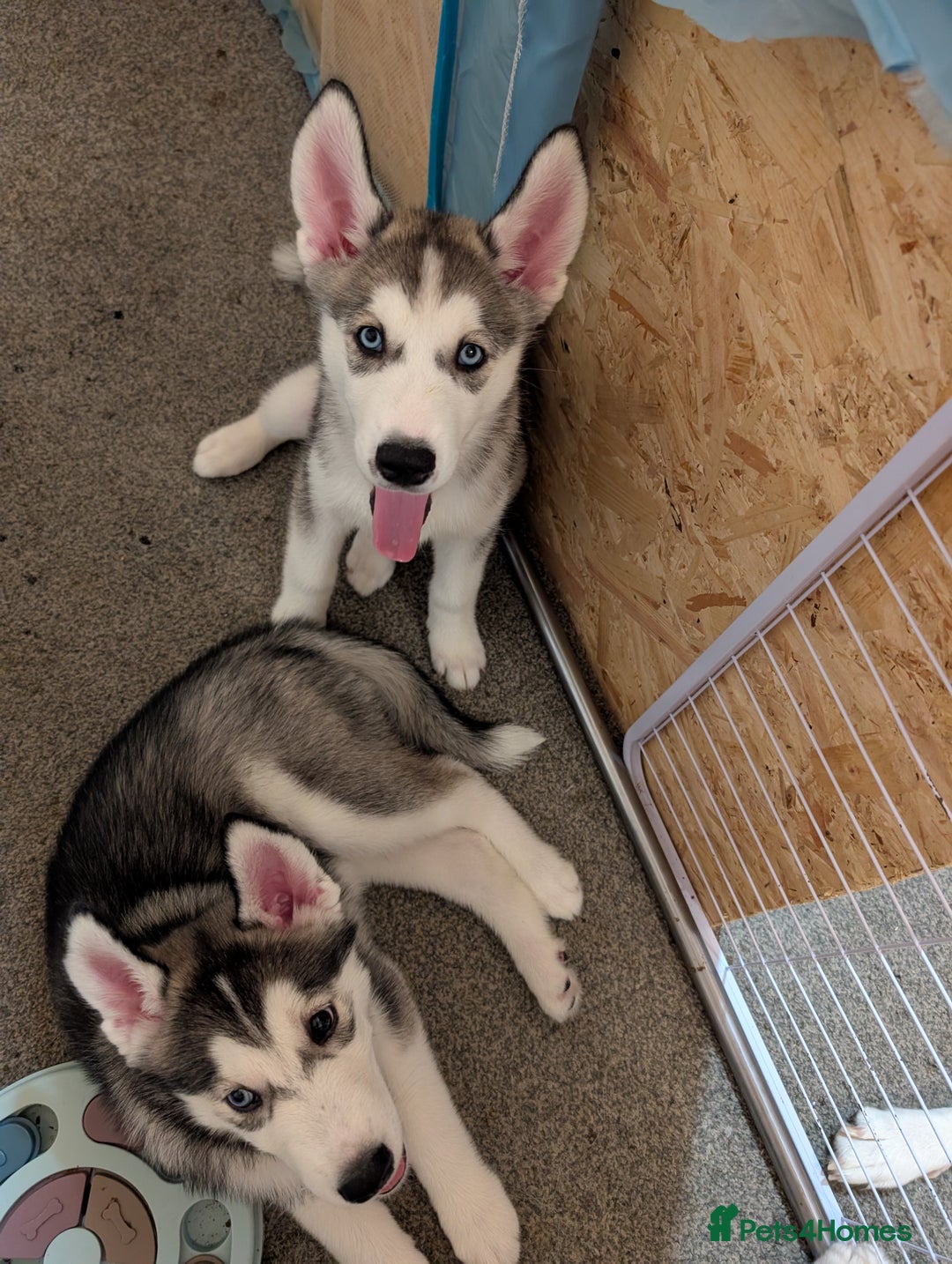 Siberian Husky dogs for sale: Husky  - Advert 8