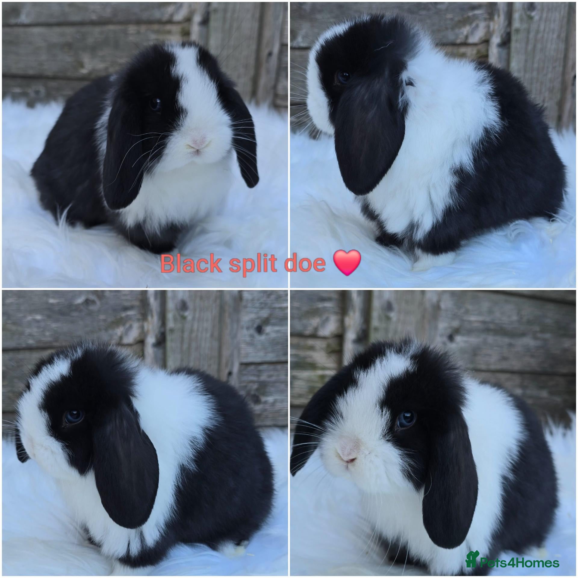 Mini Lop rabbits for sale: Gorgeous pure breed mini lops  - Advert 2