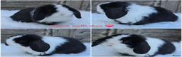 Mini Lop rabbits for sale: Gorgeous pure breed mini lops  - Advert 3