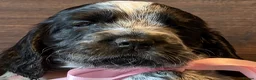 Cocker Spaniel dogs for sale: KC Reg Show Type Cocker Spaniel puppies - Advert 8