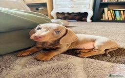 Miniature Dachshund dogs for sale: ❤️❤️⭐️Miniature dachshund⭐️❤️❤️ - Image 18