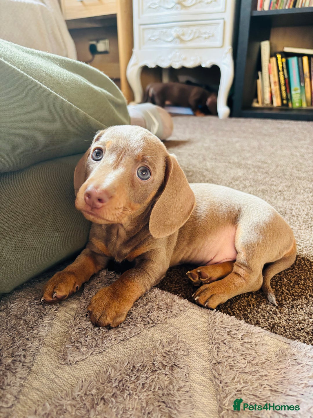 Miniature Dachshund dogs for sale: ❤️❤️⭐️Miniature dachshund⭐️❤️❤️ - Image 18
