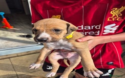 Mixed Breed dogs for sale: Lurcher x staff  in Sturminster Newton - Image 15