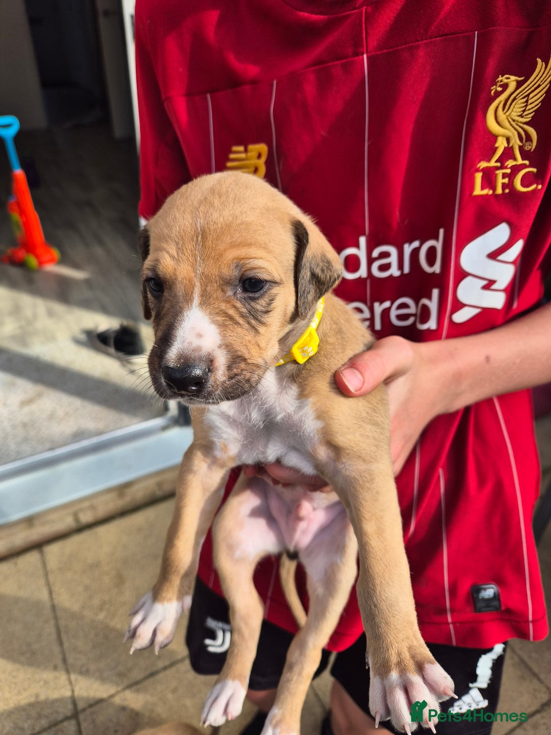 Mixed Breed dogs for sale: Lurcher x staff  in Sturminster Newton - Image 15
