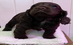 Cocker Spaniel dogs for sale: Stunning male cocker spaniel puppy pedigree - Image 7