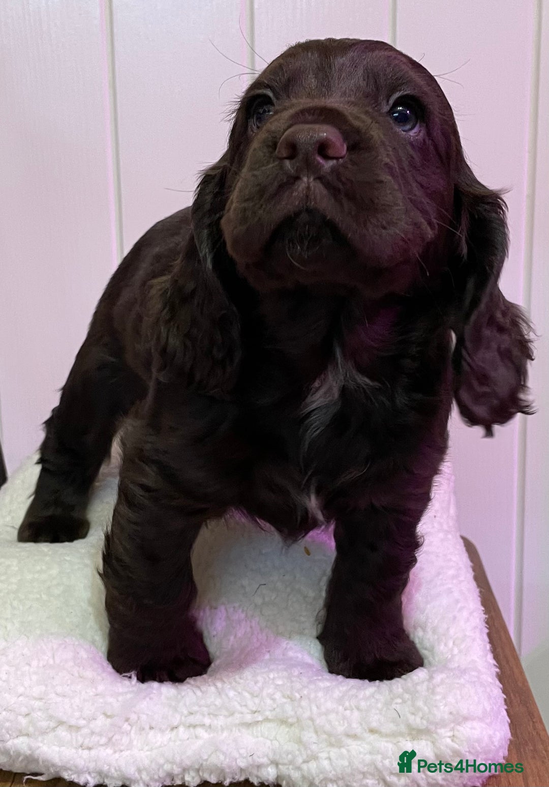 Cocker Spaniel dogs for sale: Stunning male cocker spaniel puppy pedigree - Image 7