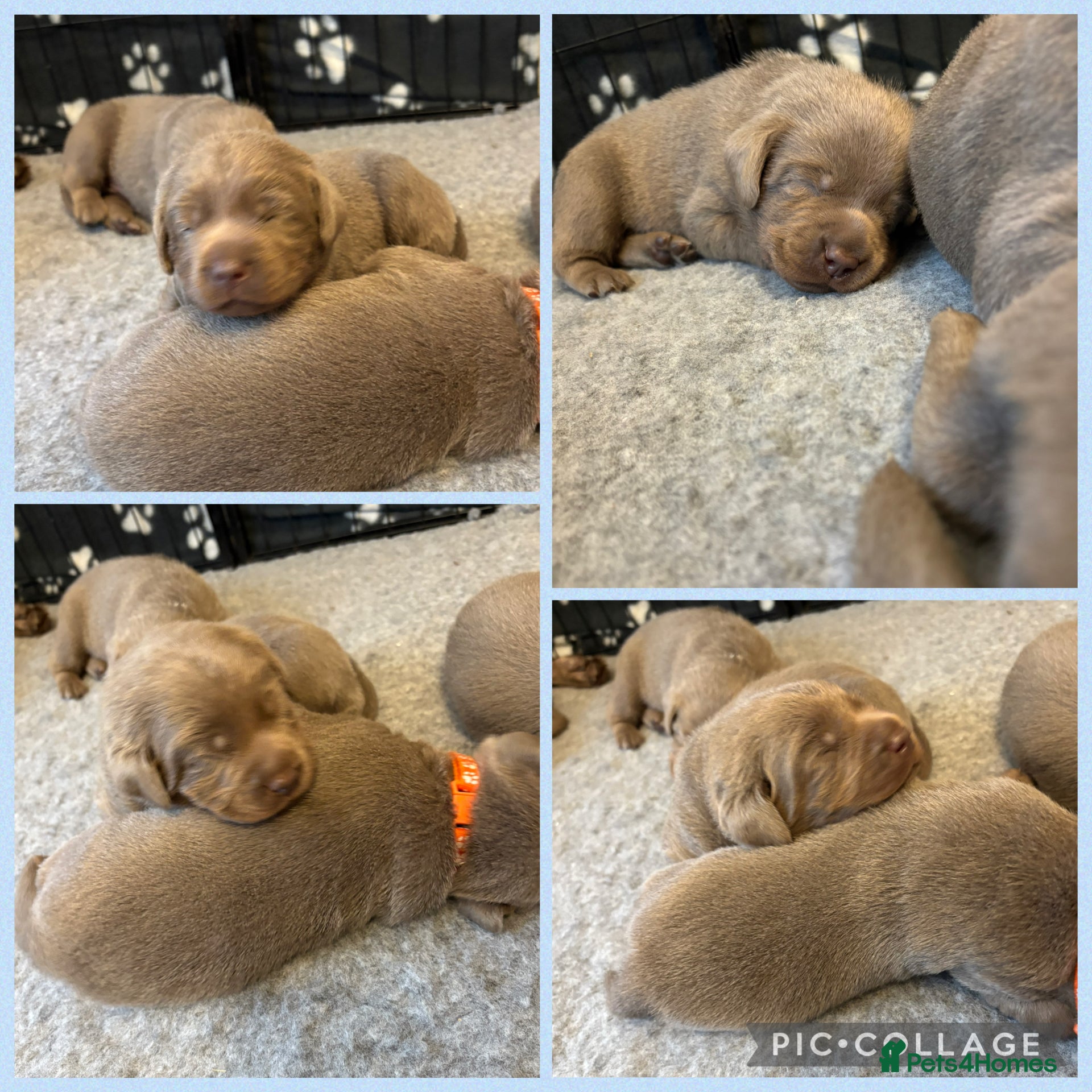 Labrador Retriever dogs KC REG top quality chunky silver Labrador puppies  - Advert 10