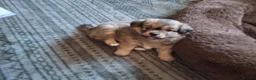 Mixed Breed dogs for sale: Teddy  and Tony in Northampton - Advert 3