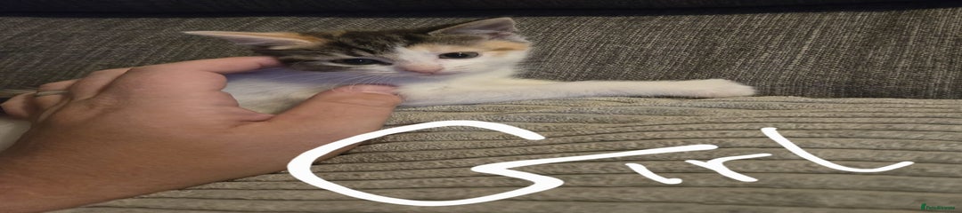 Domestic Shorthair Kitten 7