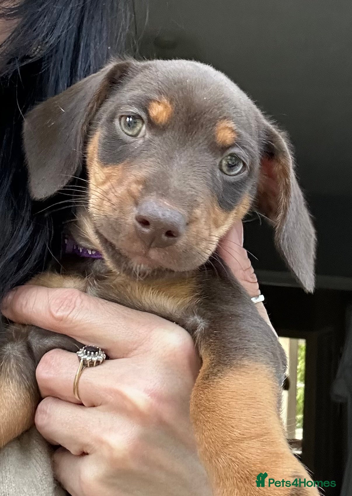 Jackshund dogs READY TO GO to loving home adorable pups - Advert 1
