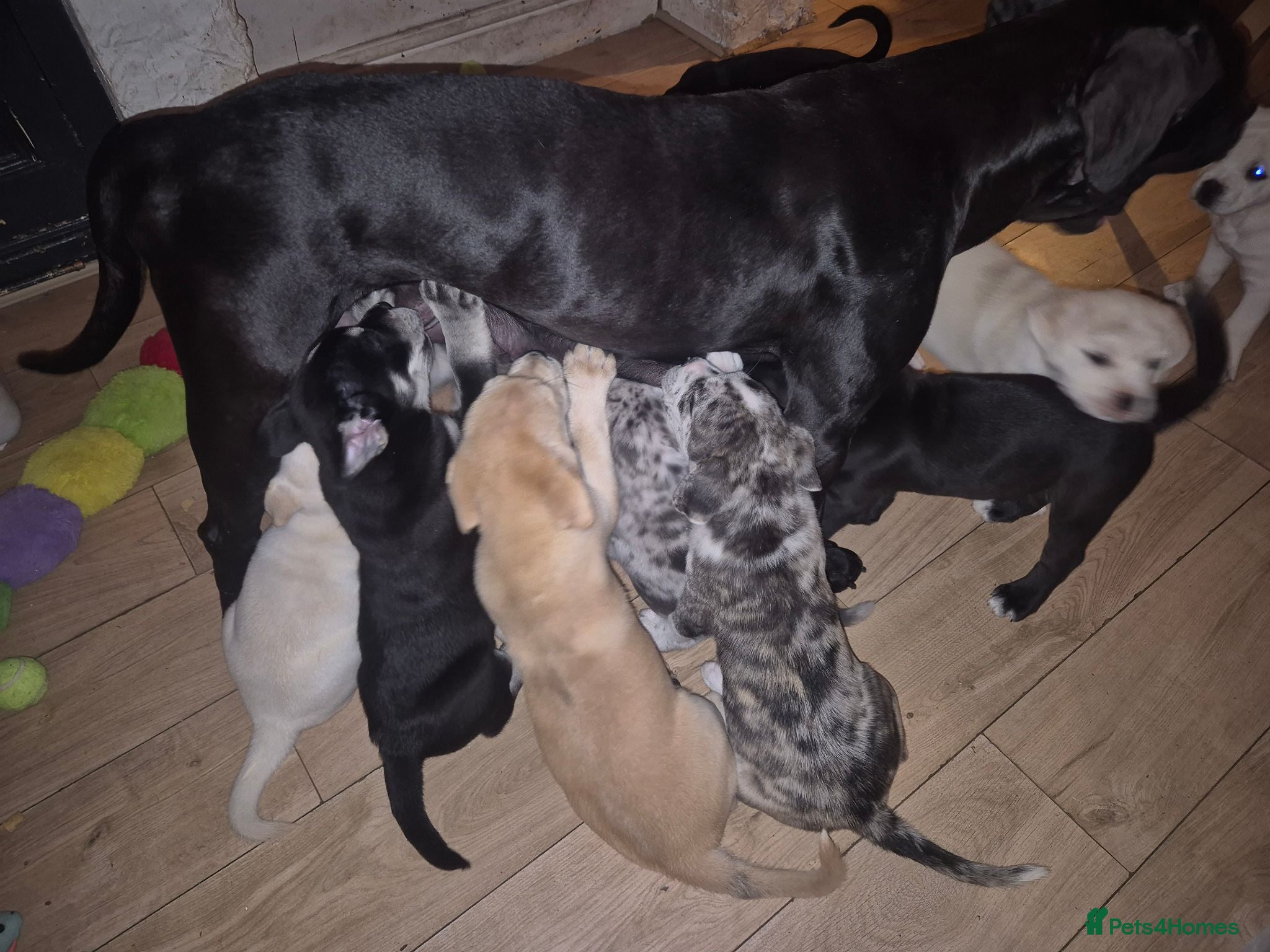 Mixed Breed dogs 3 Cane Corso x Husky puppies back up for sale - Advert 1
