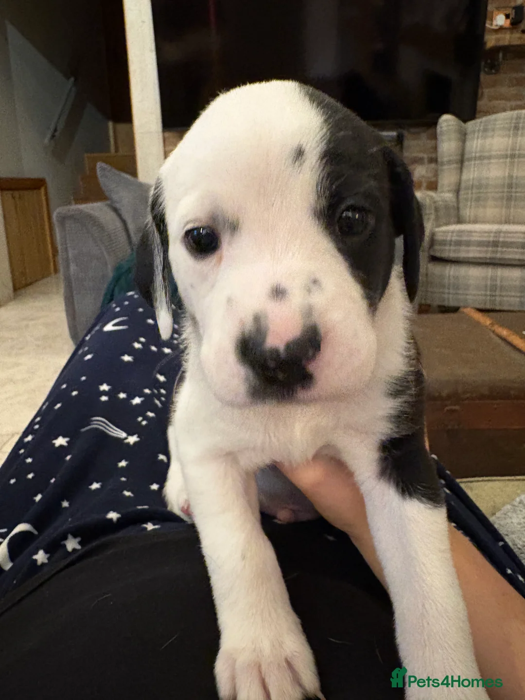 Mixed Breed dogs for sale: Dalmatian x Labrador puppies  - Advert 14