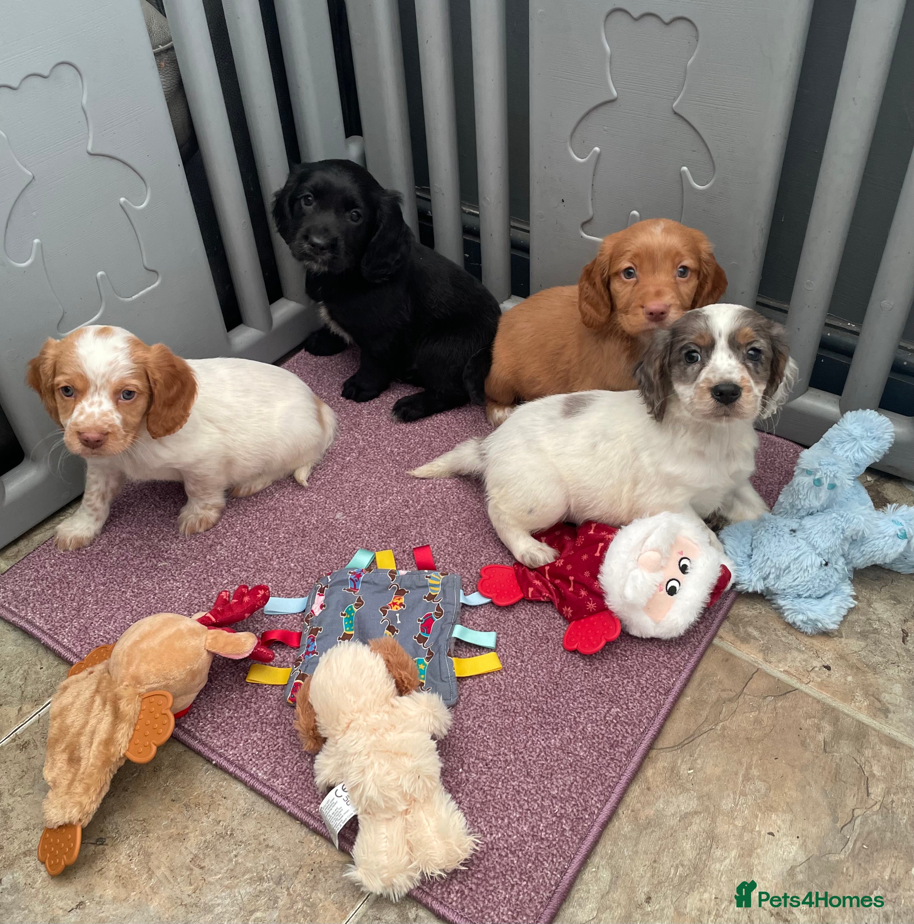 Cocker Spaniel dogs Beautiful Cocker spaniel pups - Advert 9