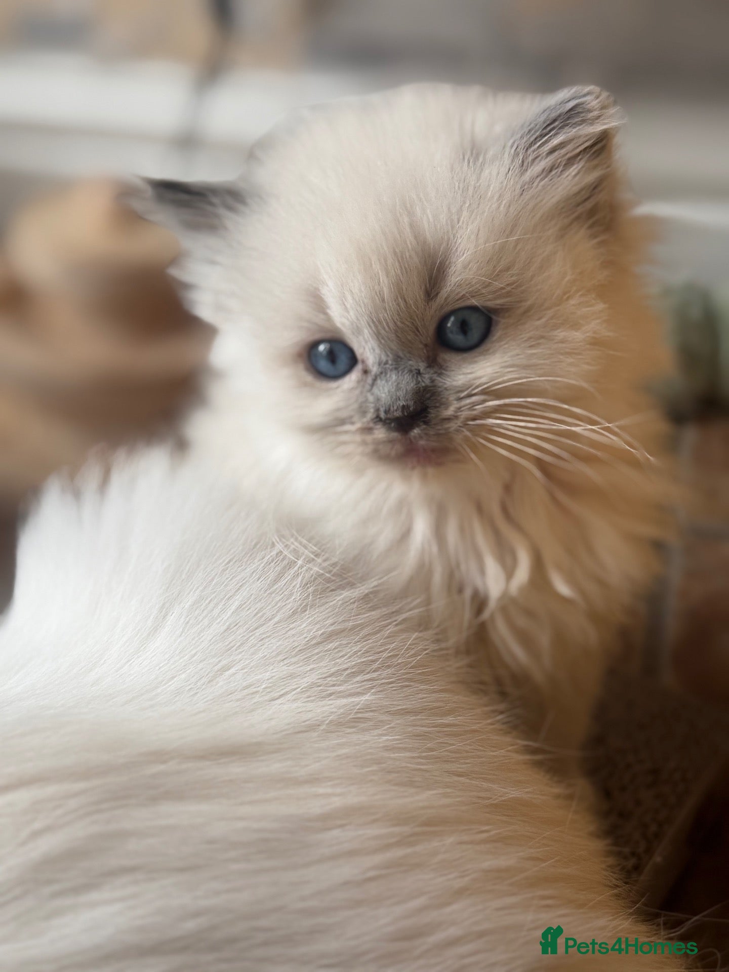Ragdoll cats GCCF registered Ragdoll kittens - Advert 13