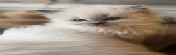 Ragdoll cats for sale: GCCF registered Ragdoll kittens - Advert 3