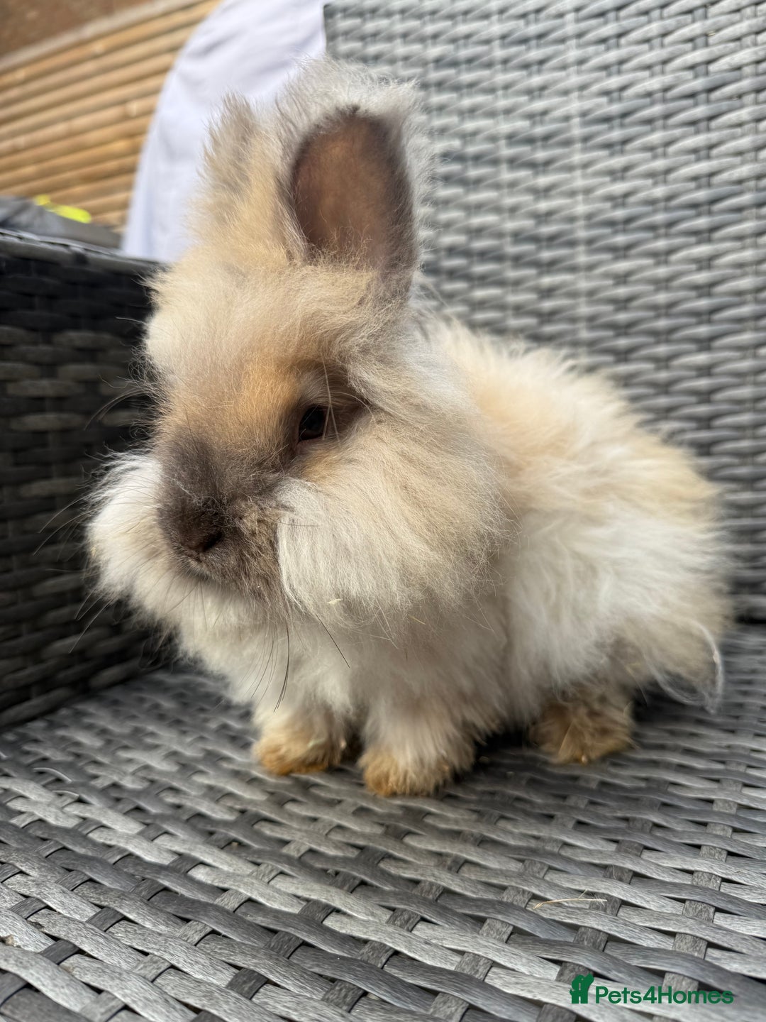 Angora rabbits for sale: English Angora Babies  - Advert 4