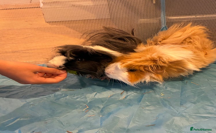 Guinea Pig rodents - Advert 1