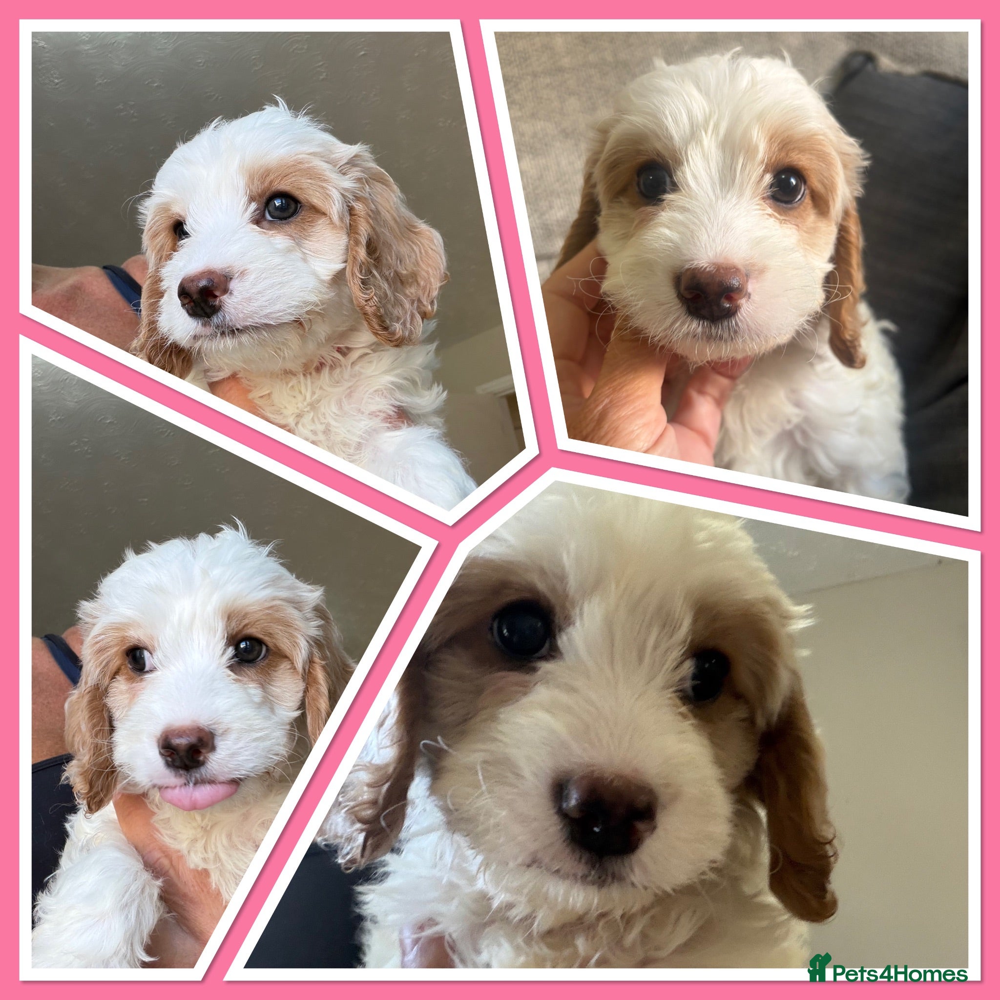 Cavapoo dogs Gorgeous F1B Cavapoo puppies - Advert 1