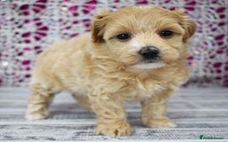 Maltipoo dogs for sale: Adorable  maltipoo puppies for sale  - Image 6