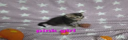 Mixed Breed cats for sale: Beautiful kittens looking for their forever homes  - Advert 23
