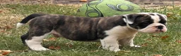 Olde English Bulldogge dogs for sale: 🐾2 Olde English bulldog puppies left 🐾 - Advert 18