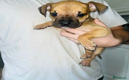 American Bull Staffy dogs for sale: 2 Female American bull x staff puppies left - Image 31