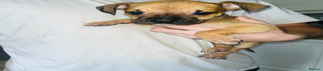 Puppy 11 dark sandy beige girl