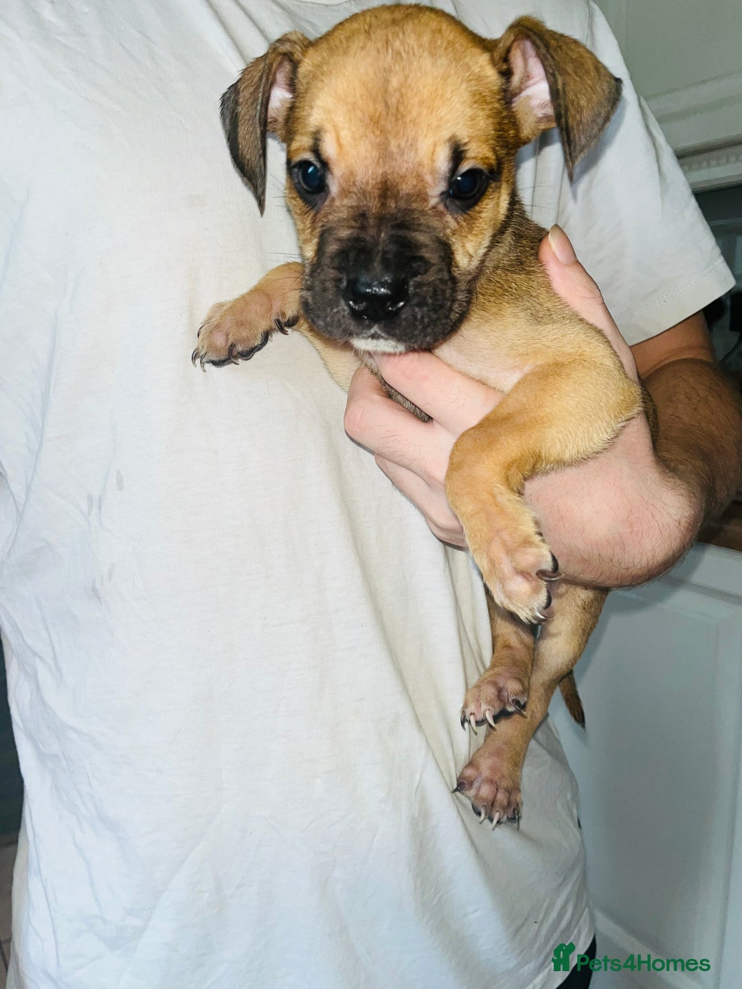 American Bull Staffy dogs for sale: 2 Female American bull x staff puppies left - Image 31