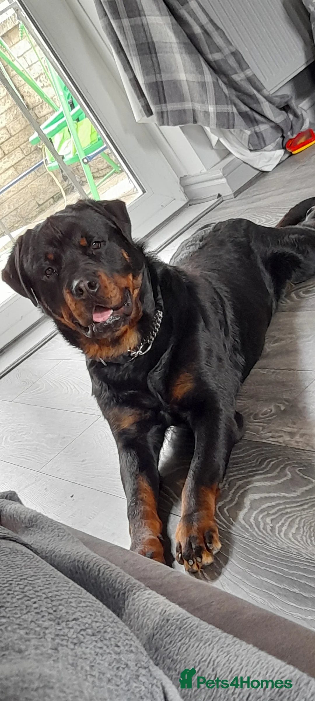 Rottweiler dogs for stud: proven rottweiler stud in Barnsley - Advert 5