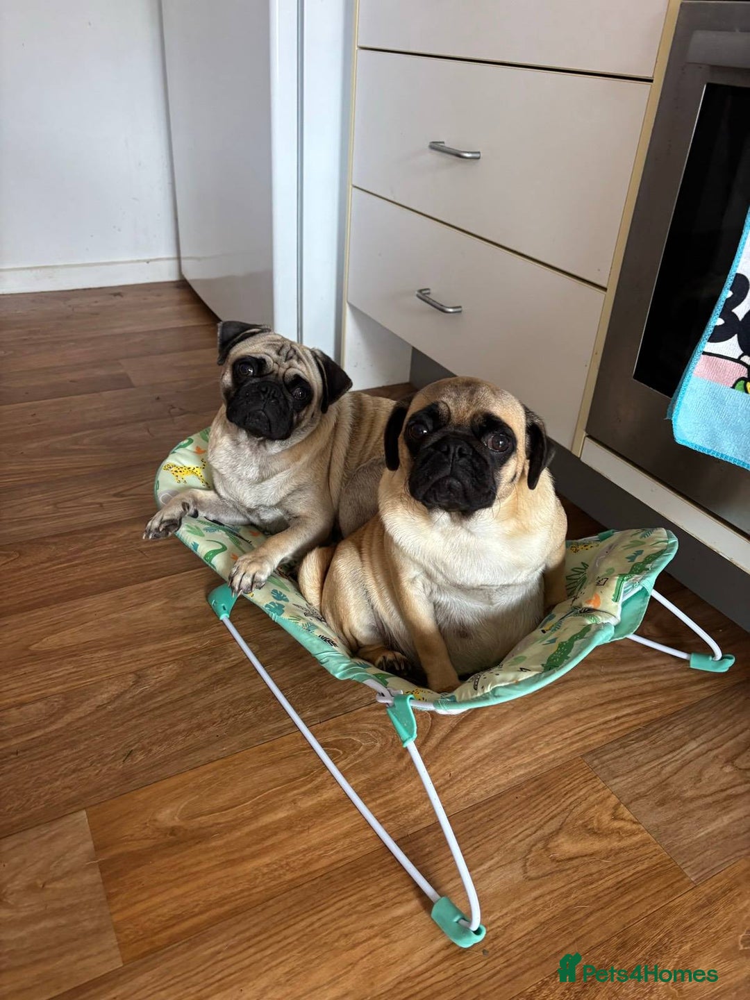 Pug dogs for sale: pugs, 3 fawn left - Image 5