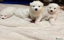 Samoyed dogs for sale: Samoyed puppies for sale - Image 9